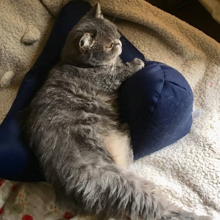 8af2f043 cfdf 40b8 a3e5 6b40ea0186a1 1544964646372