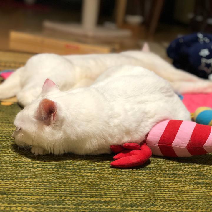 8af4f19f 337b 4f29 9282 083a0b298d92 1545311046539