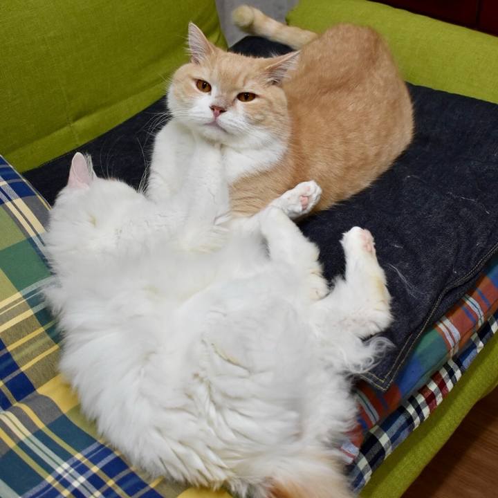 8af5098f a9cd 42b7 beba 6d9968a364a3 1762946739876