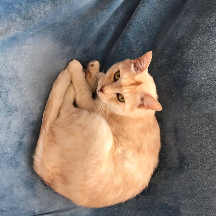 8af7747d dbd3 462b 97ad fa2ab8b34d7a 1540188915086