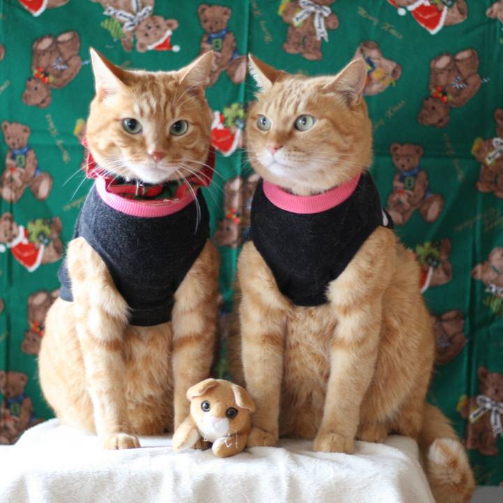 8af9c97e 6b95 4b37 b4d7 75dc353d4ac8 1513561123693