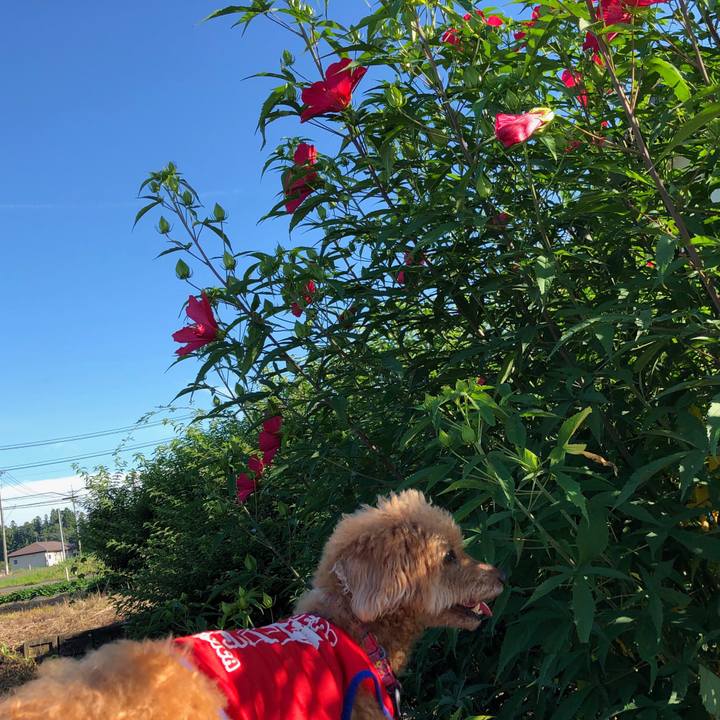 8afa0cde 1912 4375 99c4 93bf7859e47a 1564746006180