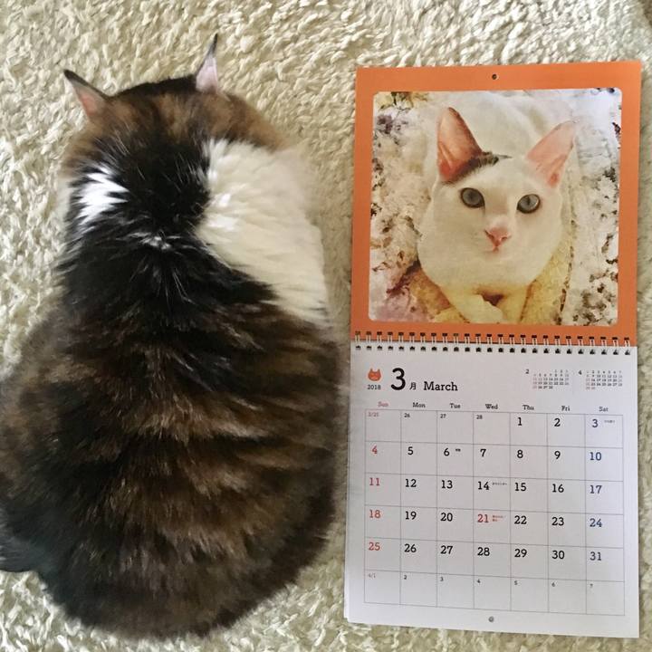 8afa25e1 eb07 4521 9db4 4ba9f44efe21 1519864147358