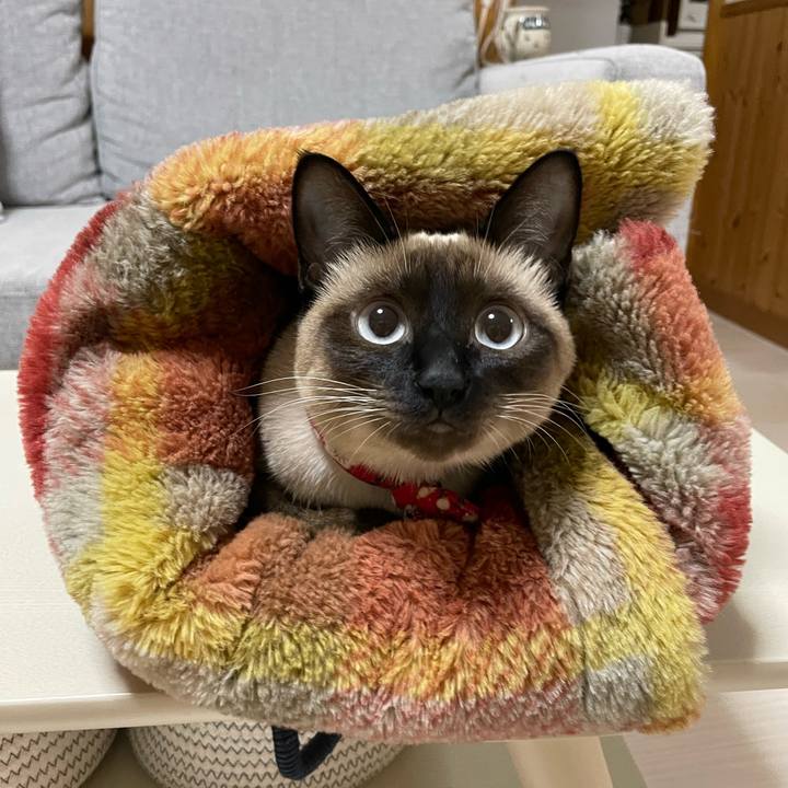 8afa387e d3cd 4b22 9421 87e45d181bf2 1710790918934