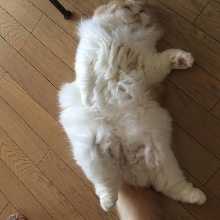 8afaa817 6c5c 4ce5 920d 1bd854f23e99 1511676804830