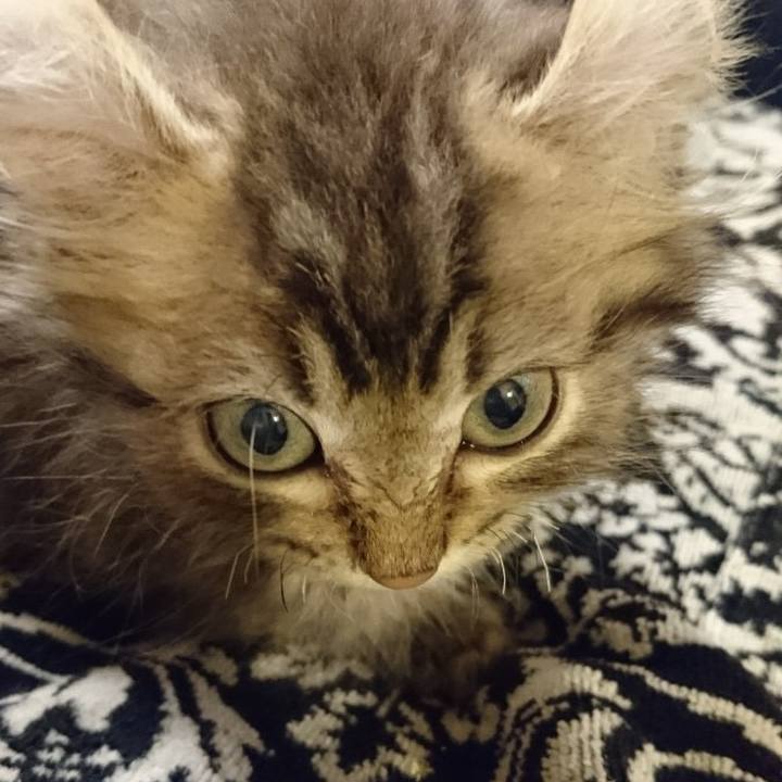 8affeeac af84 4c3c b6a3 da9f85b4dac6 1575424354526