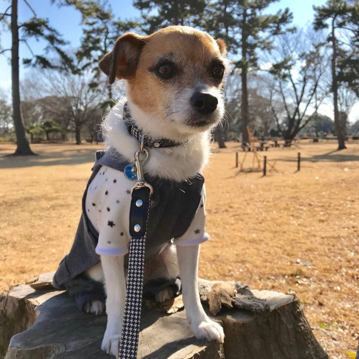 8b03a4dc 17a7 4ed5 a6d1 64fe9293a96b 1549248120073