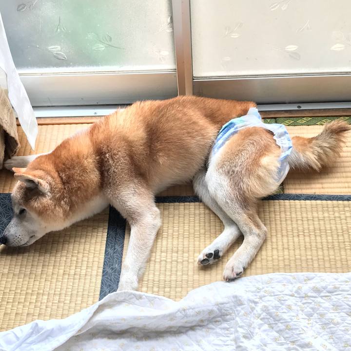 8b04c0b5 c730 40ac 9973 50f1feec331a 1530710666563