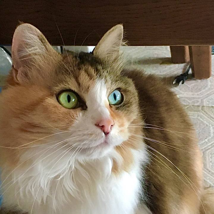 8b04e6cc f161 49d7 a4a6 d592f4fca104 1592282848677