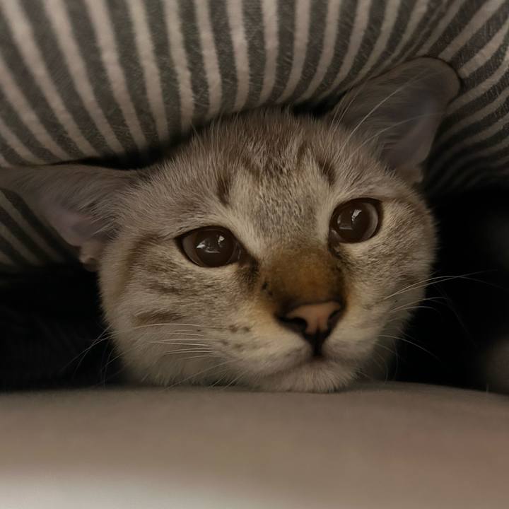 8b0896f4 334a 42b8 b657 a774be08e283 1730730277138