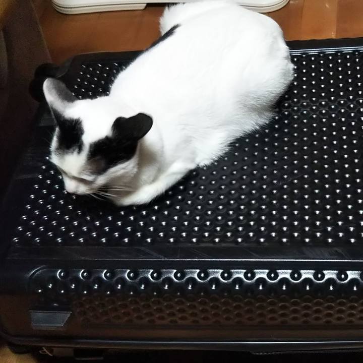 8b0994db cfef 40c6 94b5 4da514df029b 1532431051306