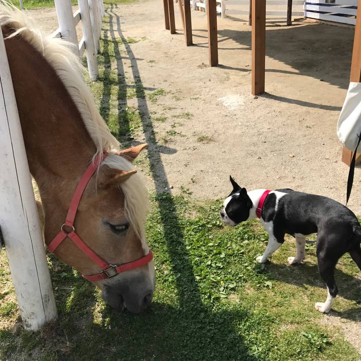 8b0a45e6 b0ce 42e6 8aaa 352692220455 1528355838558