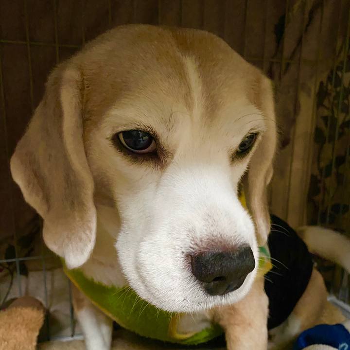 8b0ab636 0cd8 4977 9ac8 4edf6719abbd 1585625600062