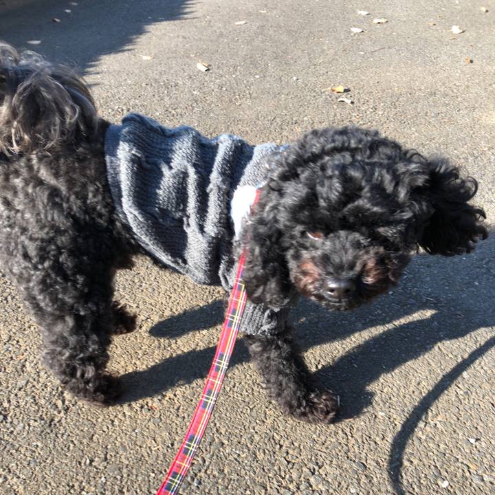 8b0adda1 ee33 4d7b 83c0 3bd216a1ead8 1542766674391