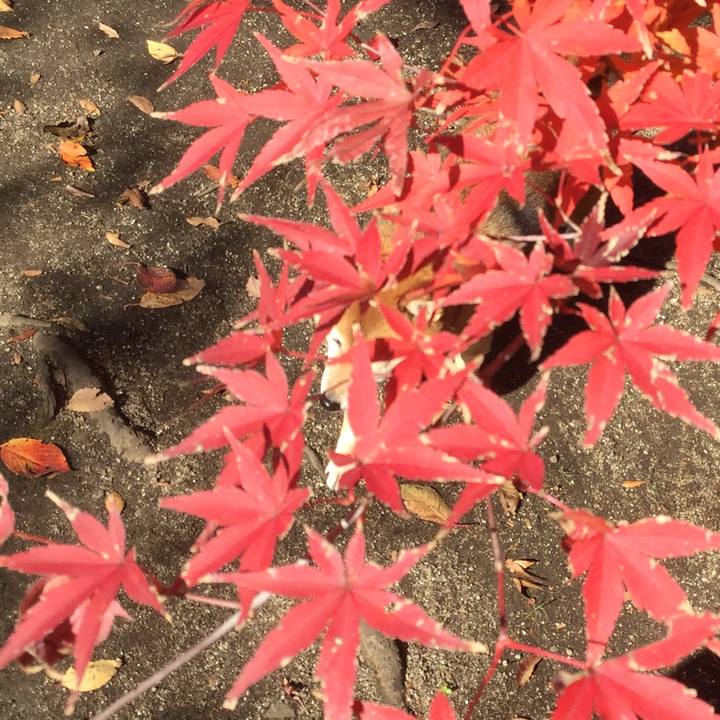 8b0d73a2 e0d0 45ca b854 130006913100 1575010790960