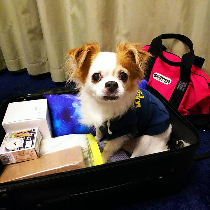 8b10a62a bc85 4cea 8337 649cb0452561 1528719729003