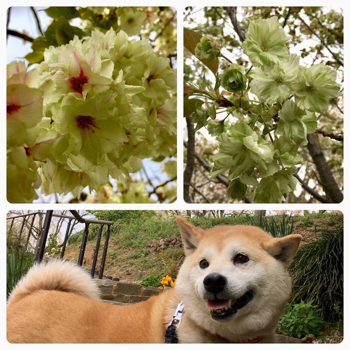 8b11ae33 4986 40dc 98d8 339f0f23058b 1523369972862