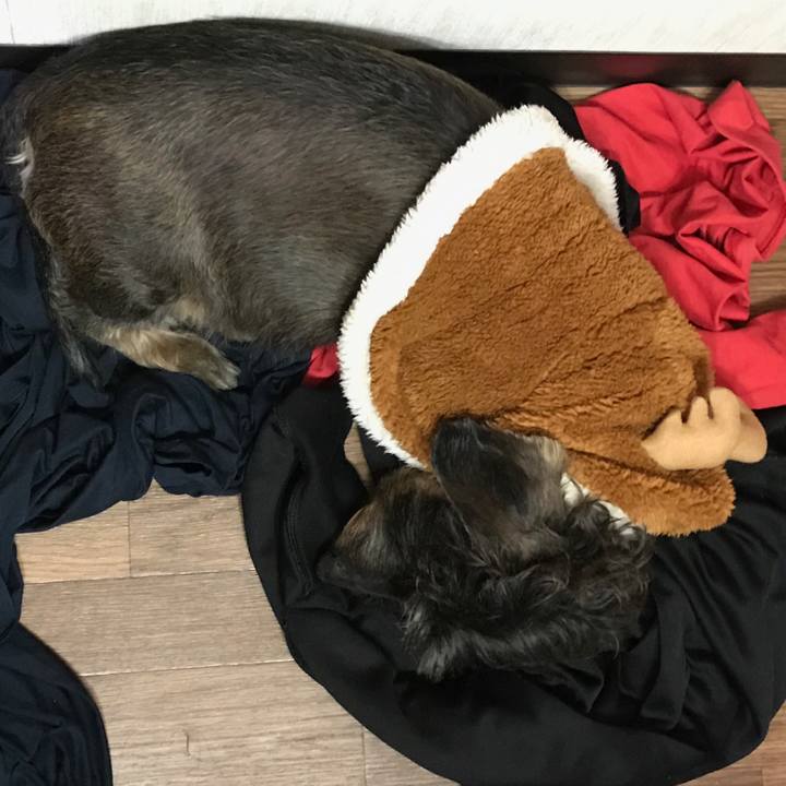 8b173c2e 7f04 4924 8d33 9900962e834e 1544363279157