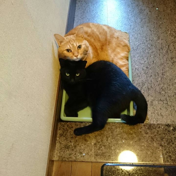 8b1b75f3 405a 4f19 9277 88d4500aef61 1532931651094