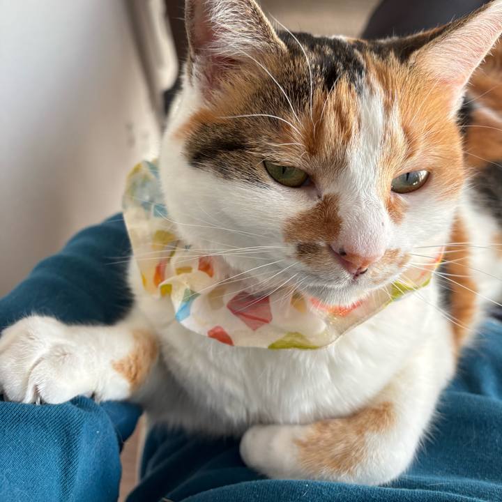 8b1c0593 6bfc 4cc5 9bcc 5bad4d932cc0 1772753623572