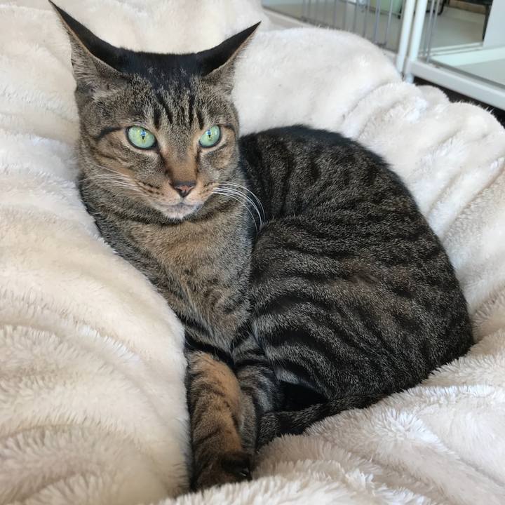 8b1e1fa3 561c 4f15 8499 11c2598c8d25 1515718857689