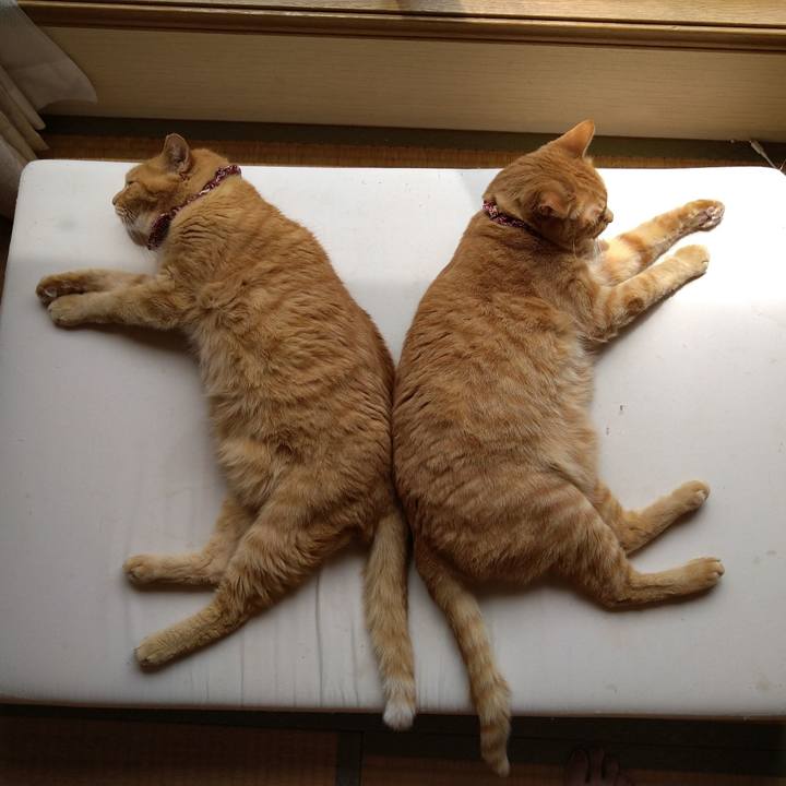 8b205d49 46c7 43de 9dc4 898a27d5d73d 1622086259734