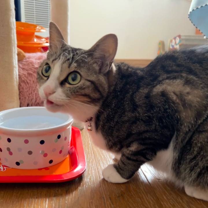 8b270384 4e5b 4094 b42b f90f090ec07a 1730428462759