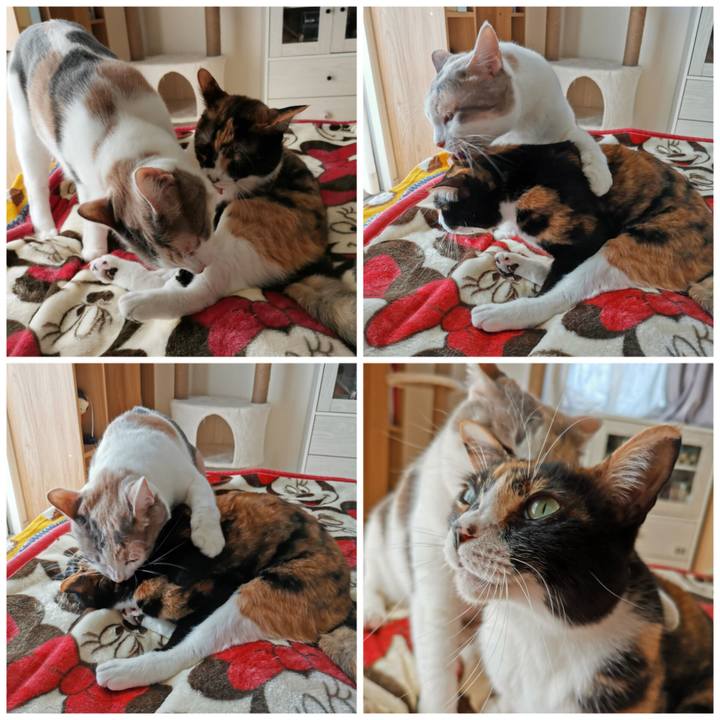 8b290331 ee6d 4a7e 9ec9 7e3f6144f187 1676003741396