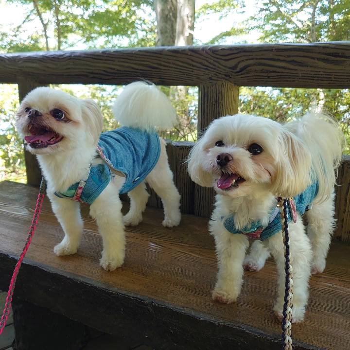 8b292b78 6a59 47bc 96b2 868e11af0ce7 1626590374343