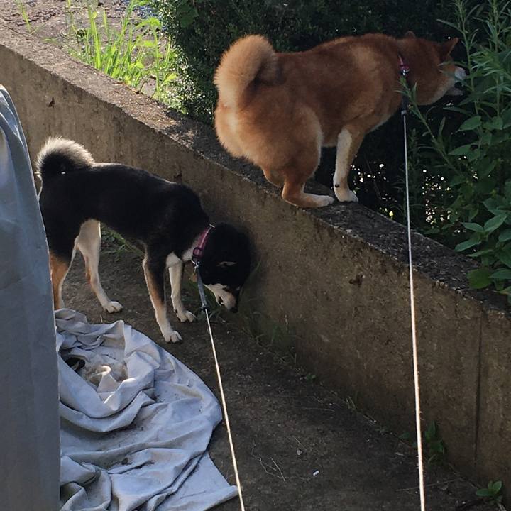 8b2c88cd 6c43 49bd a31c 92ae36596cf2 1597100771431