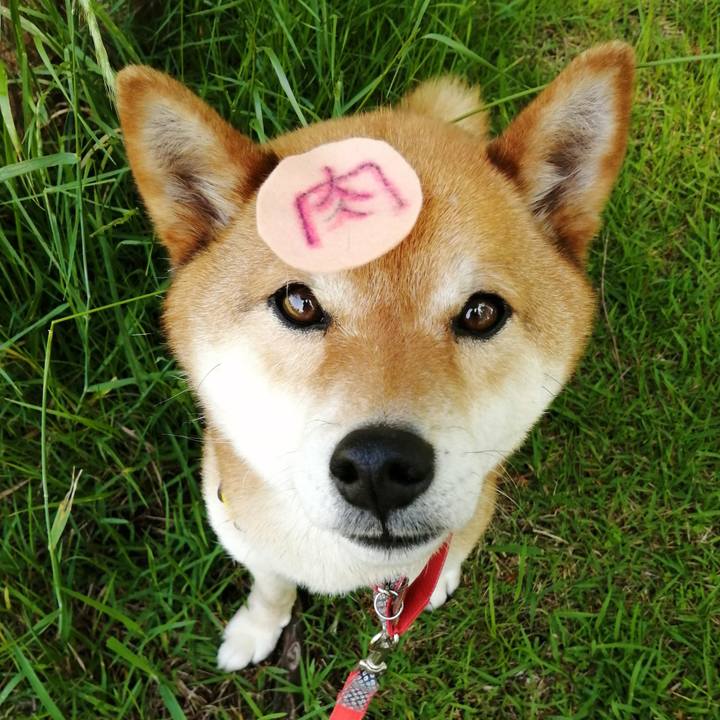 8b3356ae 8e8b 41de bcd1 d55d08d06718 1590711385127