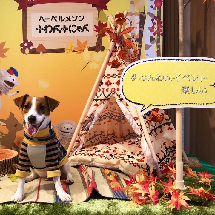 8b336ac9 4256 4d4d 92fe 1ef577ef00f2 1539404922467