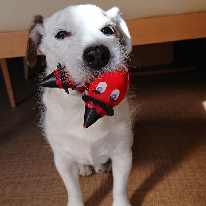 8b37a839 2190 4c74 8f98 781e133cfe85 1542413791048