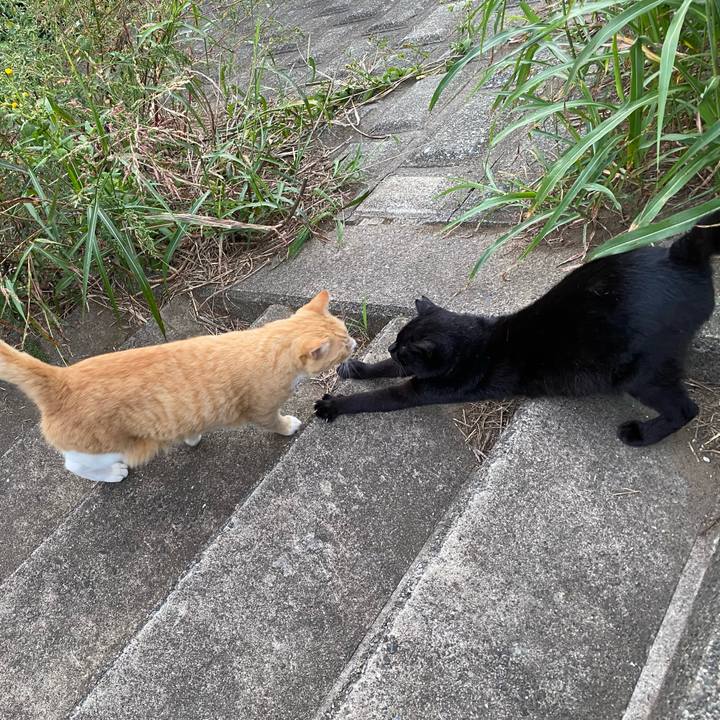 8b3bd6d5 adda 4bd6 bc80 109115fa7137 1732267528194