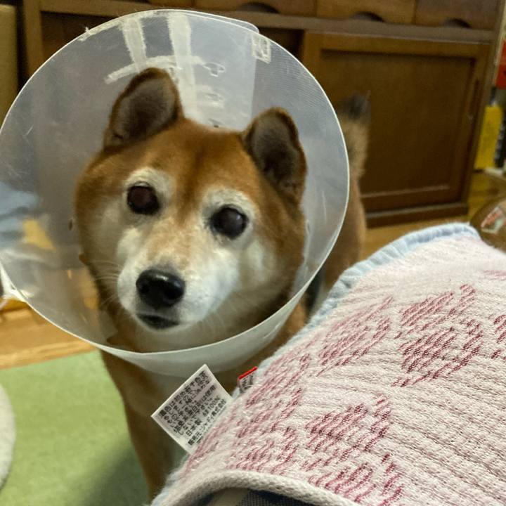 8b3d485b dfc9 424c 9a8f 4ccc6122e265 1667864221607