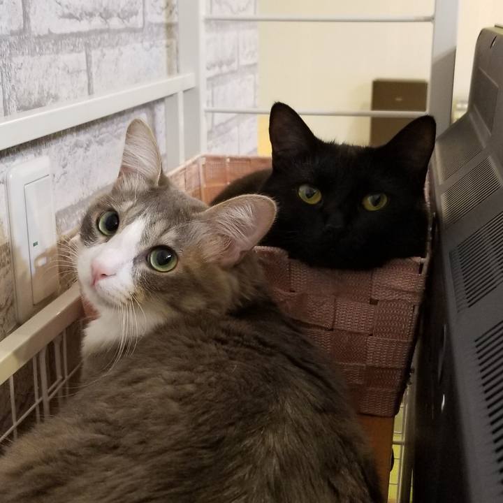 8b4019bd 47e5 45c3 95b5 f00c741e04bf 1525770115521