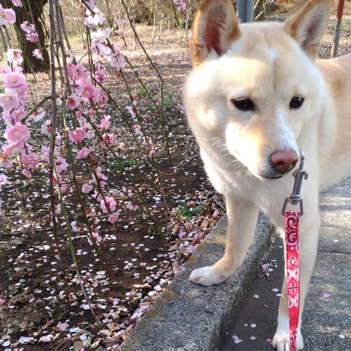 8b4462da 6183 4e8a 8d84 fb05f174f50c 1520941650406