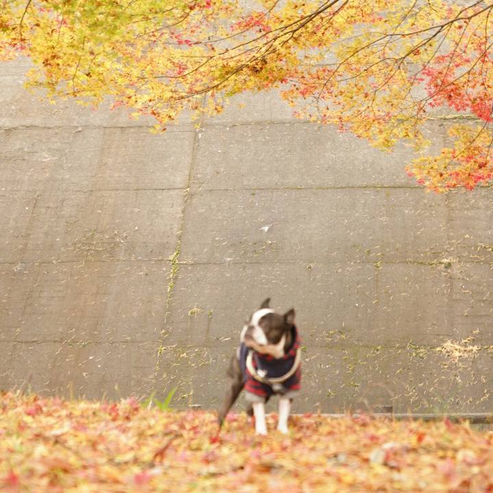 8b459390 a160 432b ad63 b79177db8f42 1511082502859