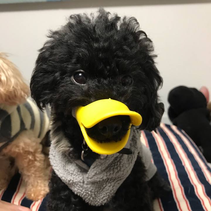 8b4870e3 7416 4671 b307 88b7992b0c7f 1544099340587