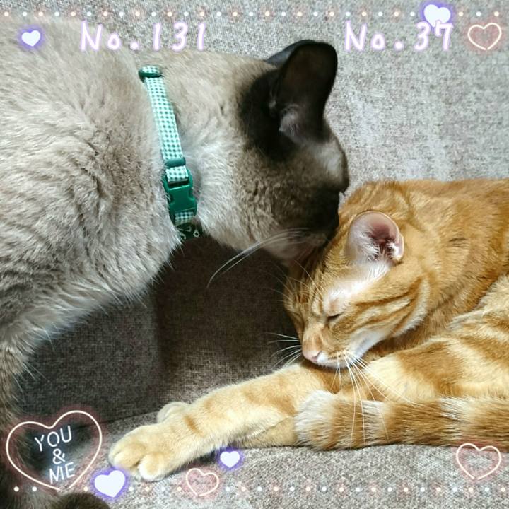 8b4a00cc 3cff 46ce 8c96 293333f34c54 1529755350268