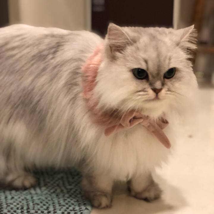 8b4c58fe 5e09 411d bfa5 690ab9c97b8c 1545042799666