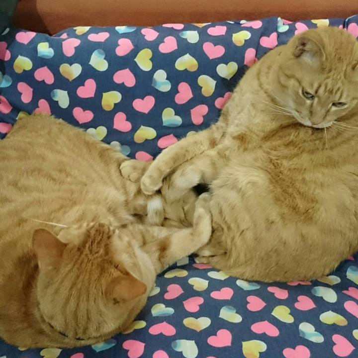 8b4dd231 3f78 40ea b0b6 8433dfe0c64a 1542498365571