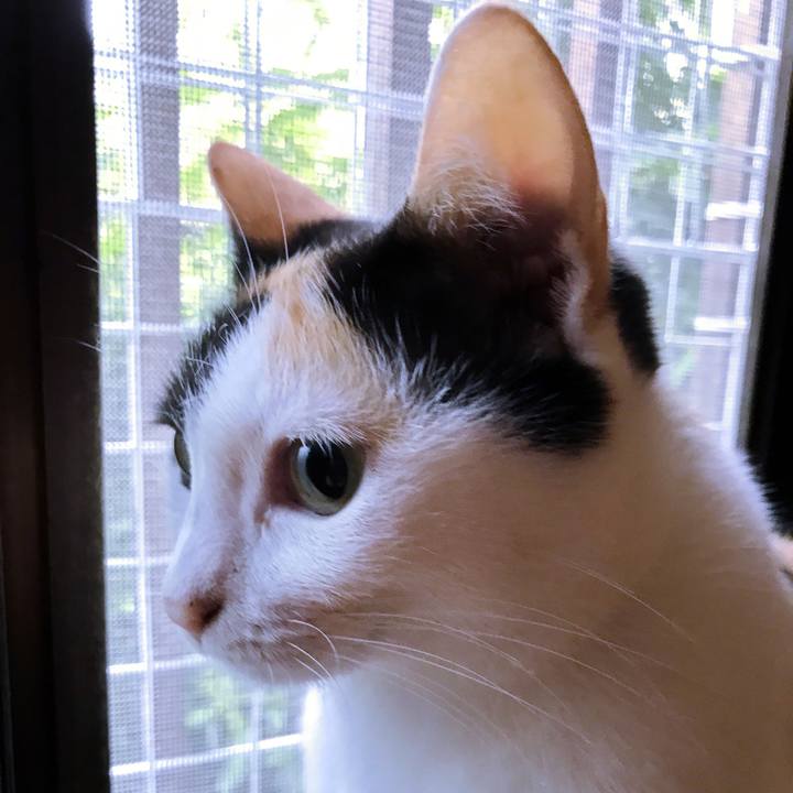 8b4e8f28 a5f1 48a3 bda8 d54da188a302 1508299301047