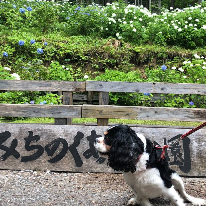 8b52572b b4e7 4843 9a34 db68b2928909 1562835401803