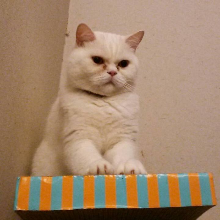 8b5e7a87 b5a2 4558 9c0e ead5cb6672b9 1511210689911