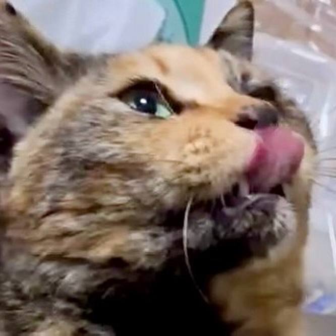 8b5ee2ff 8ef1 4989 8b33 cf8e54a13372 1773783162834