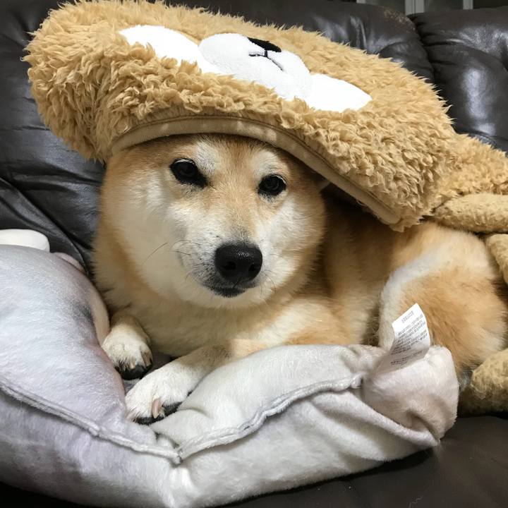 8b63b273 e8a9 4d80 bad2 40e636766be1 1513822849412