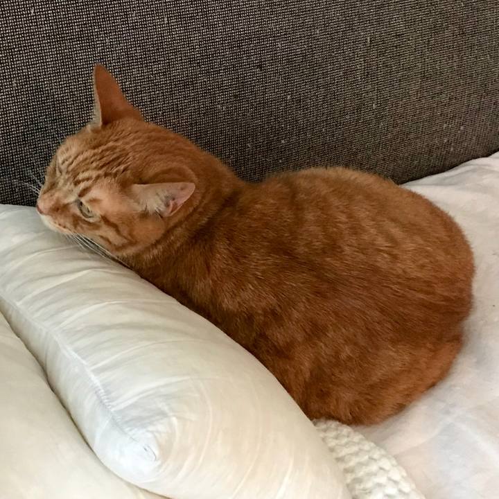 8b68bdaa 560e 4372 8a87 8606f6ed9488 1529742734441