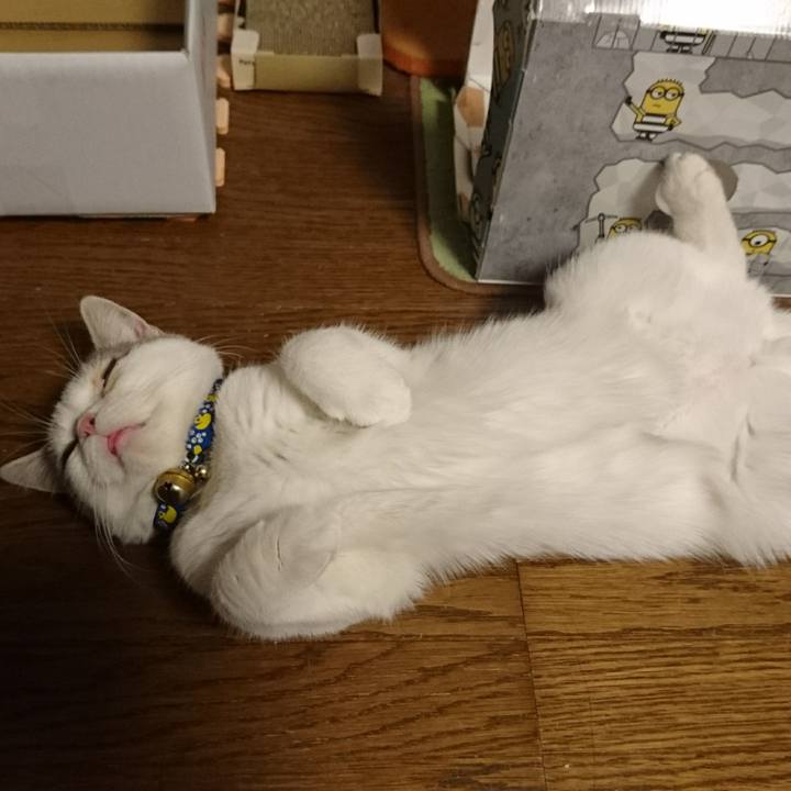 8b6b85dd 53c2 49a9 a0e6 494bd01d1c4b 1542588127309