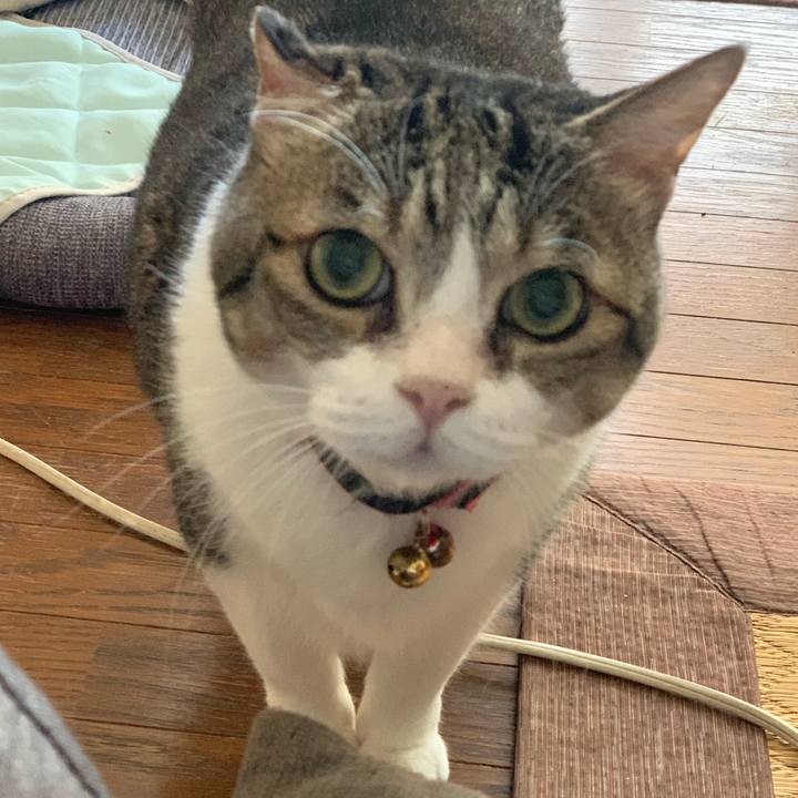 8b6d0cf3 e209 4850 a81d 34e48c5b5569 1761394720636